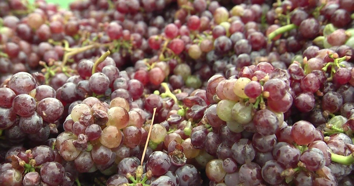 Roter Riesling Comeback einer Traube RNF.de